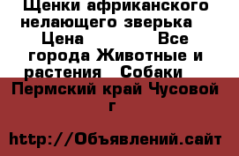 Щенки африканского нелающего зверька  › Цена ­ 35 000 - Все города Животные и растения » Собаки   . Пермский край,Чусовой г.